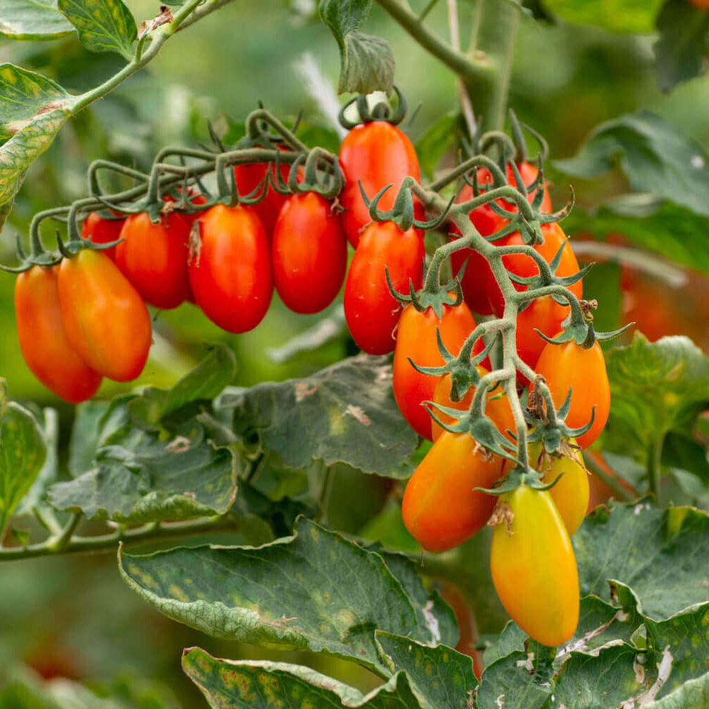 Tomato Seeds – Datterino
