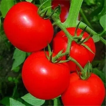 Tomato Seeds – Deep Red