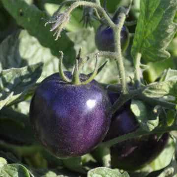 Tomato Seeds – Deep Violet