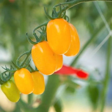 Tomato Seeds – Deep Yellow