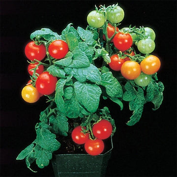 Tomato Seeds – Dwarf Red Robin