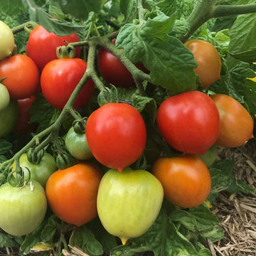 Tomato Seeds – Geranium Kiss