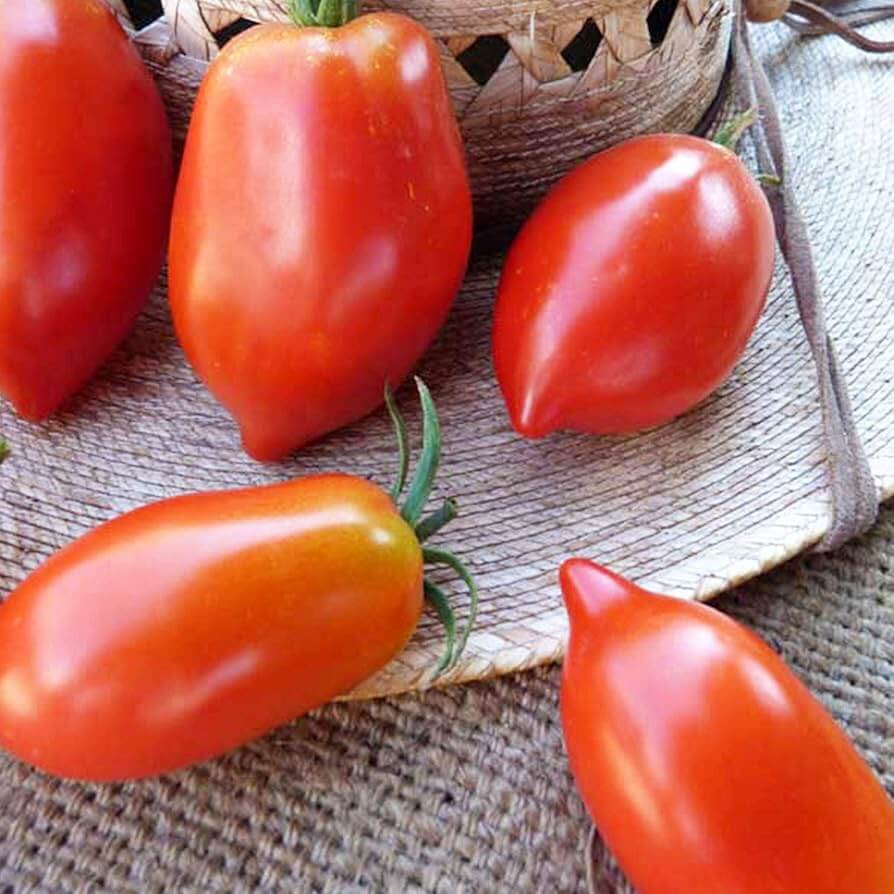 Tomato Seeds – Giallo Grandi Amish 