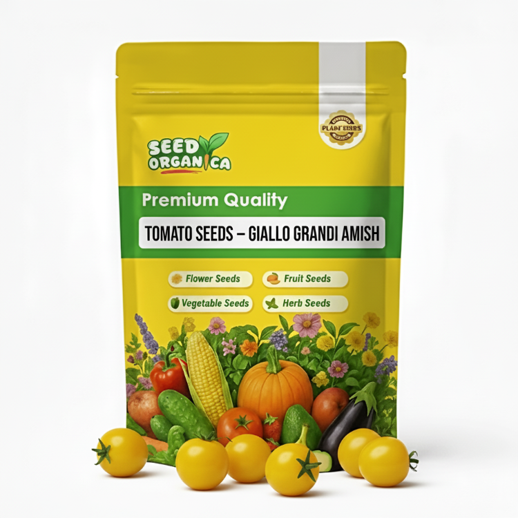 Tomato Seeds – Giallo Grandi Amish