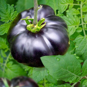 Tomato Seeds – Giant Black