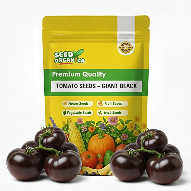 Tomato Seeds – Giant Black