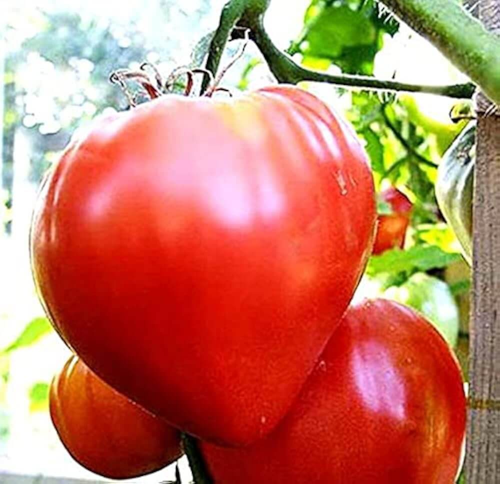 Tomato Seeds – Giant Red Oxheart