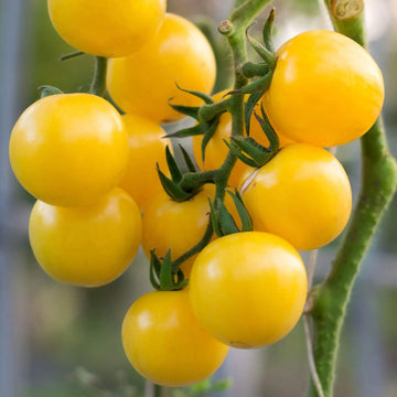 Tomato Seeds – Gold Currant