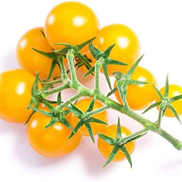 Tomato Seeds – Gold Currant
