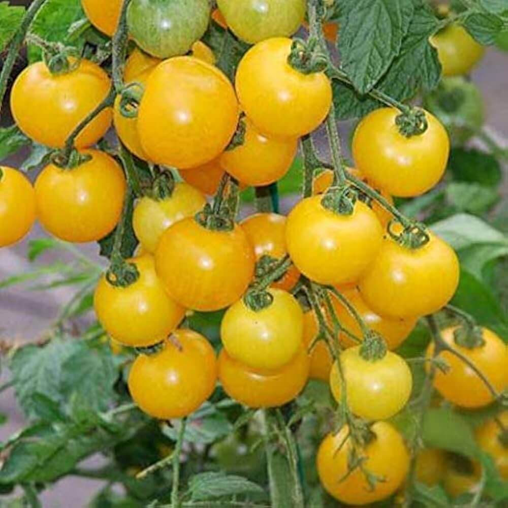 Tomato Seeds – Gold Currant