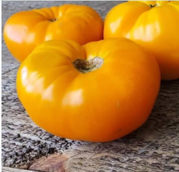 Tomato Seeds – Gold Medal Yellow 