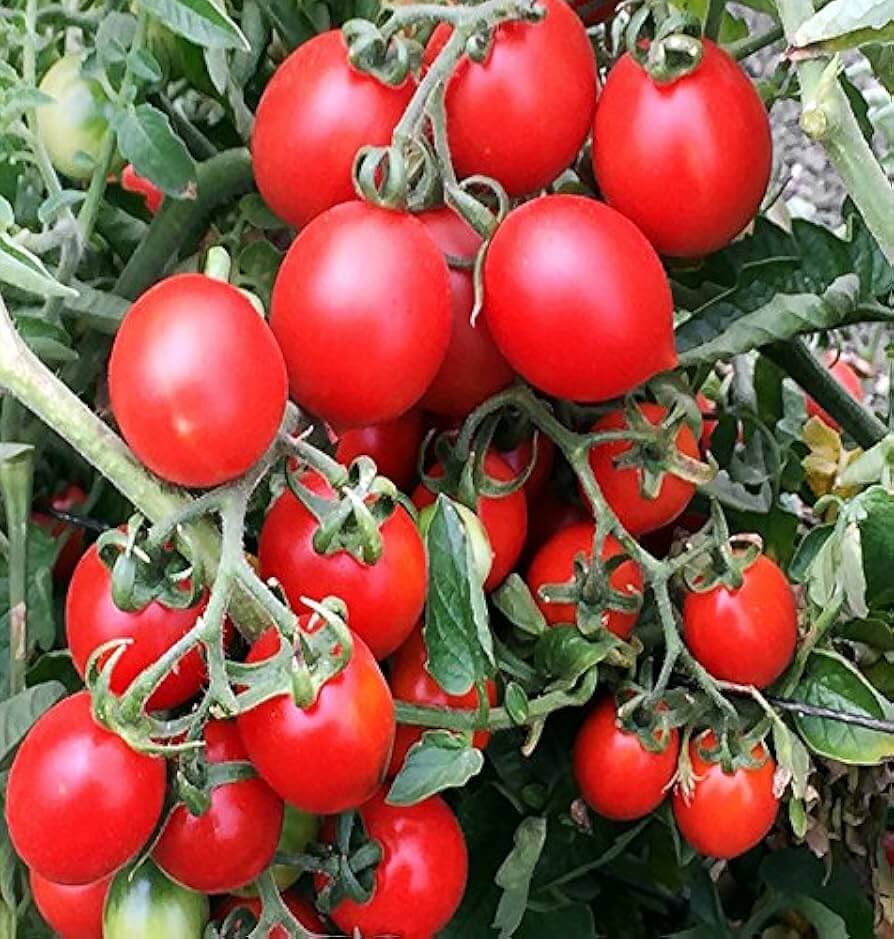 Tomato Seeds – Grappoli D'Inverno Winter Cherry