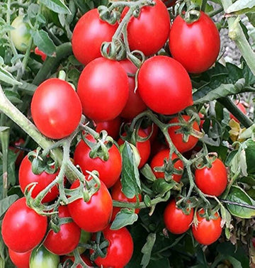 Tomato Seeds – Grappoli D'Inverno Winter Cherry