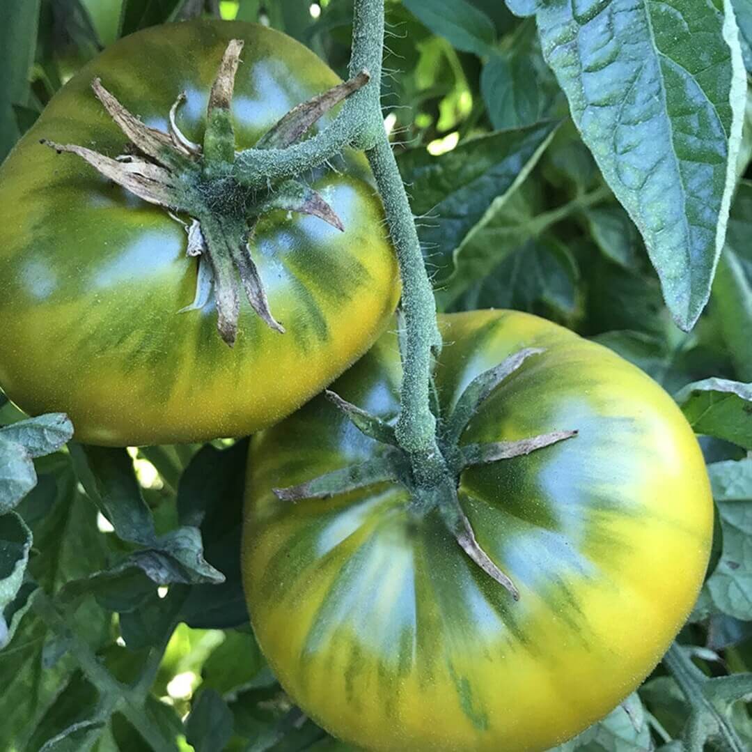 Tomato Seeds – Green Cherokee