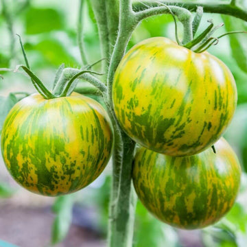 Tomato Seeds – Green Zebra Cherry