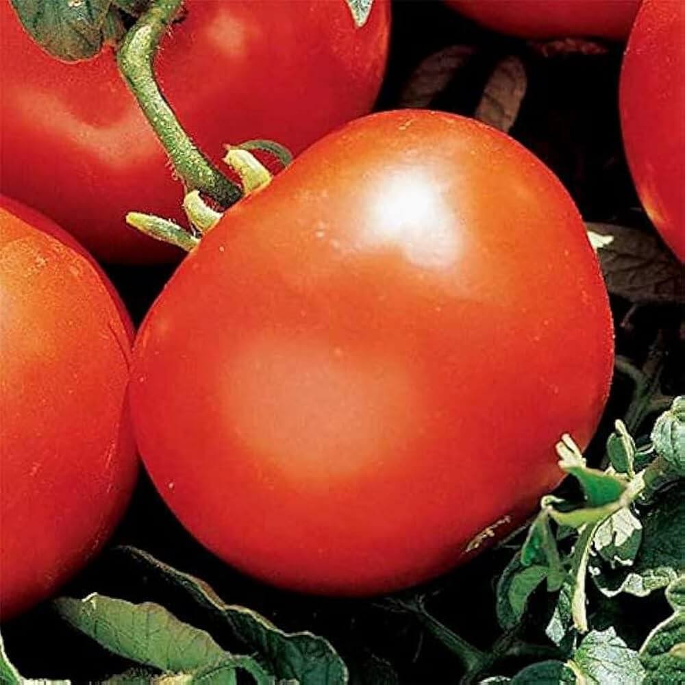Tomato Seeds – Heidi Heirloom Small 
