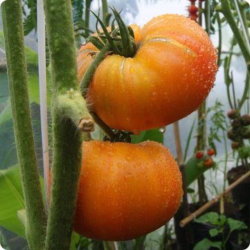 Tomato Seeds – Hillbilly Potato Leaf