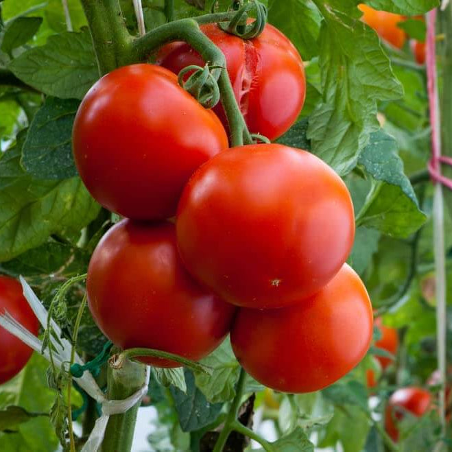 Tomato Seeds – Homestead