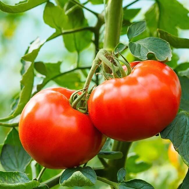 Tomato Seeds – Huge Red