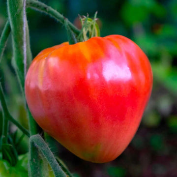 Tomato Seeds – Hungarian Heart