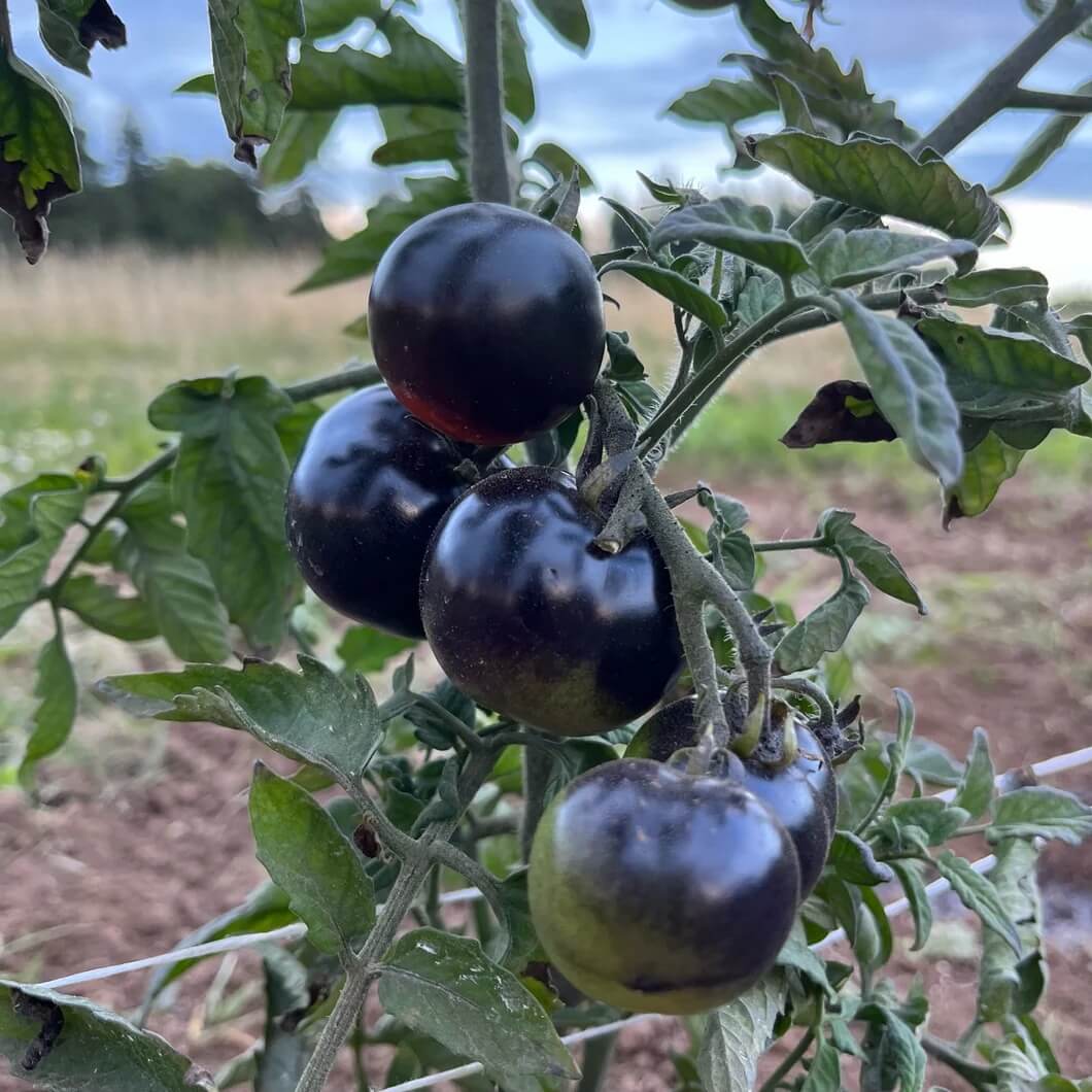 Tomato Seeds – Indigo Rose