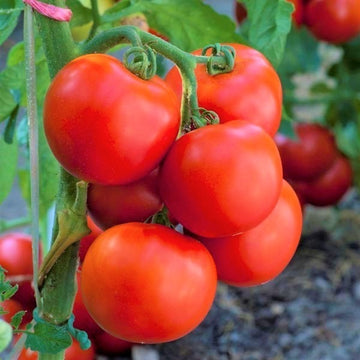 Tomato Seeds – Jet Star