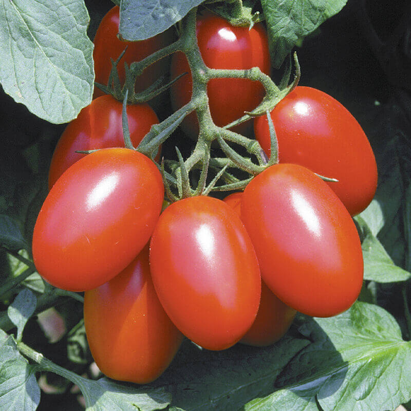 Tomato Seeds – Juliet