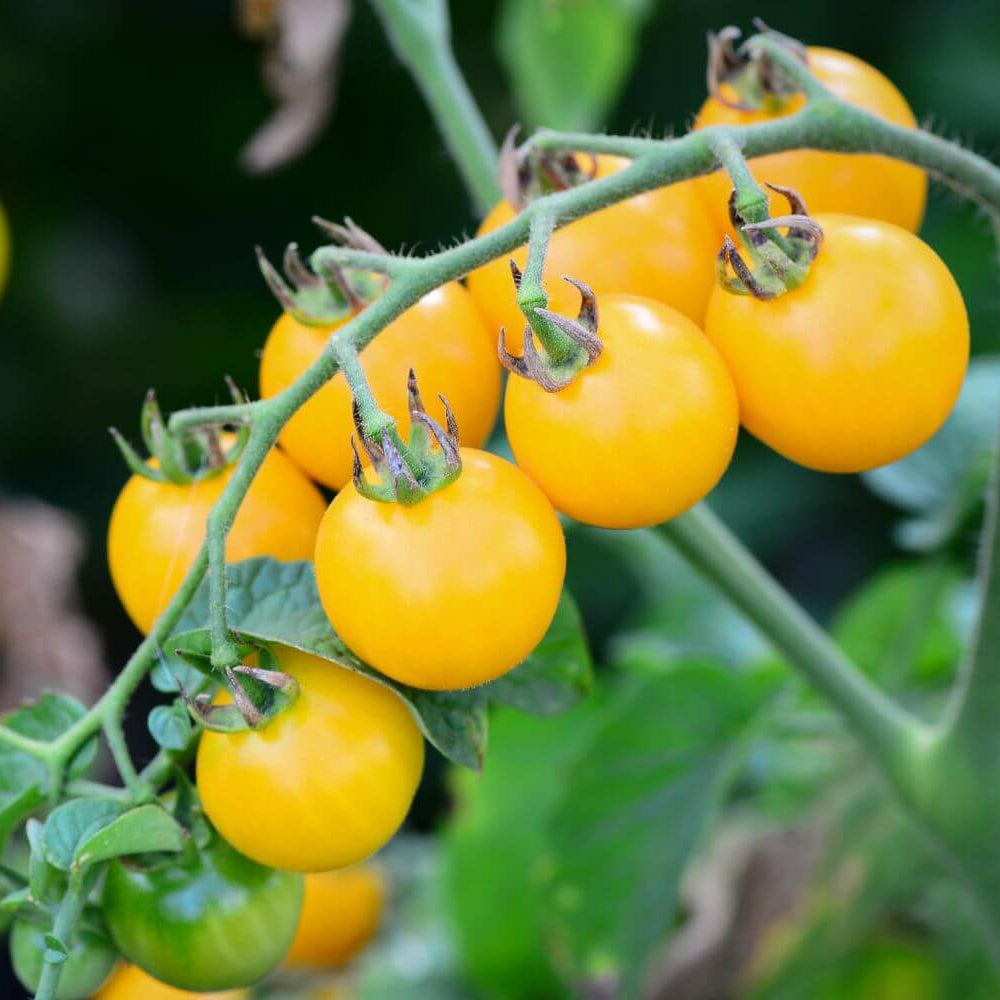 Tomato Seeds – Light Yellow