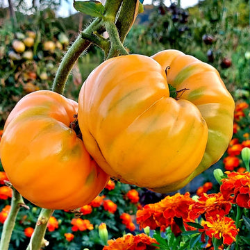 Tomato Seeds – Light Yellow Giant Belgium