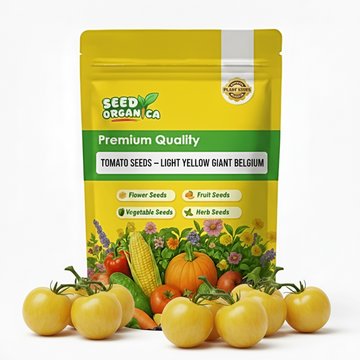Tomato Seeds – Light Yellow Giant Belgium