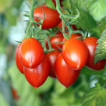 Tomato Seeds – Long Cluster