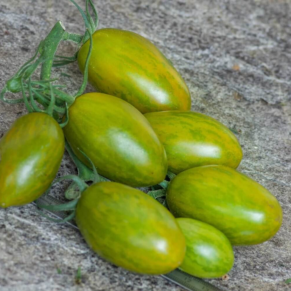 Tomato Seeds – Lucky Tiger