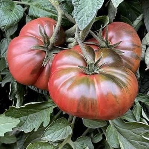 Tomato Seeds – Maroon Red