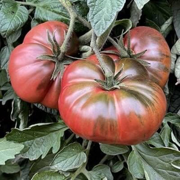 Tomato Seeds – Maroon Red