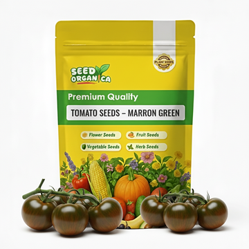 Tomato Seeds – Marron Green
