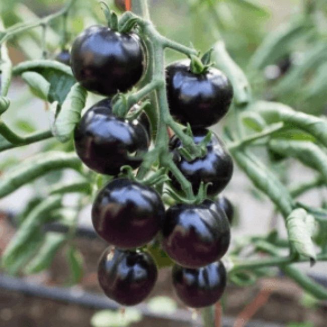 Tomato Seeds – Mixed Black