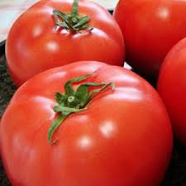 Tomato Seeds – Momotaro