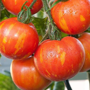Tomato Seeds – Mr. Stripey