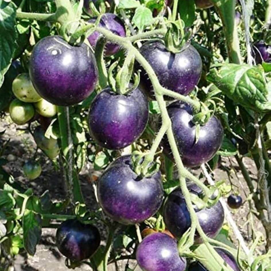Tomato Seeds – Navy Blue