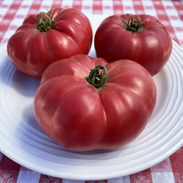 Tomato Seeds – Omar’s Giant
