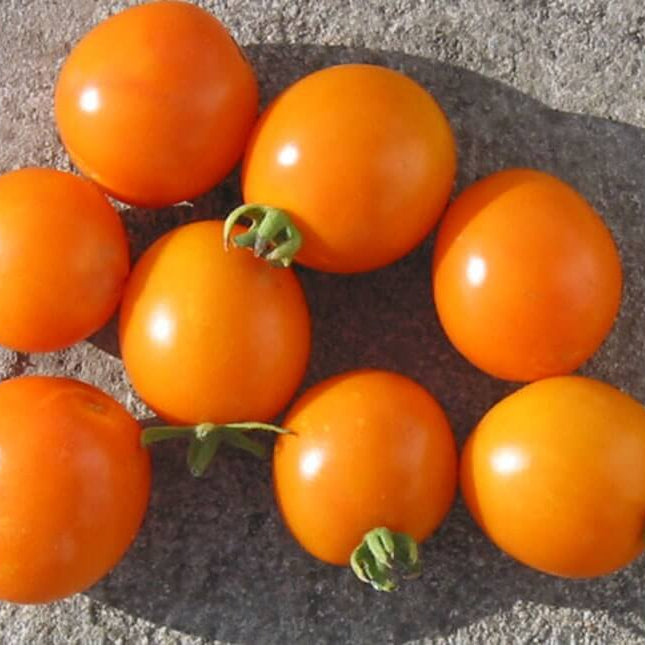 Tomato Seeds – Orange