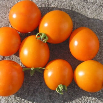 Tomato Seeds – Orange