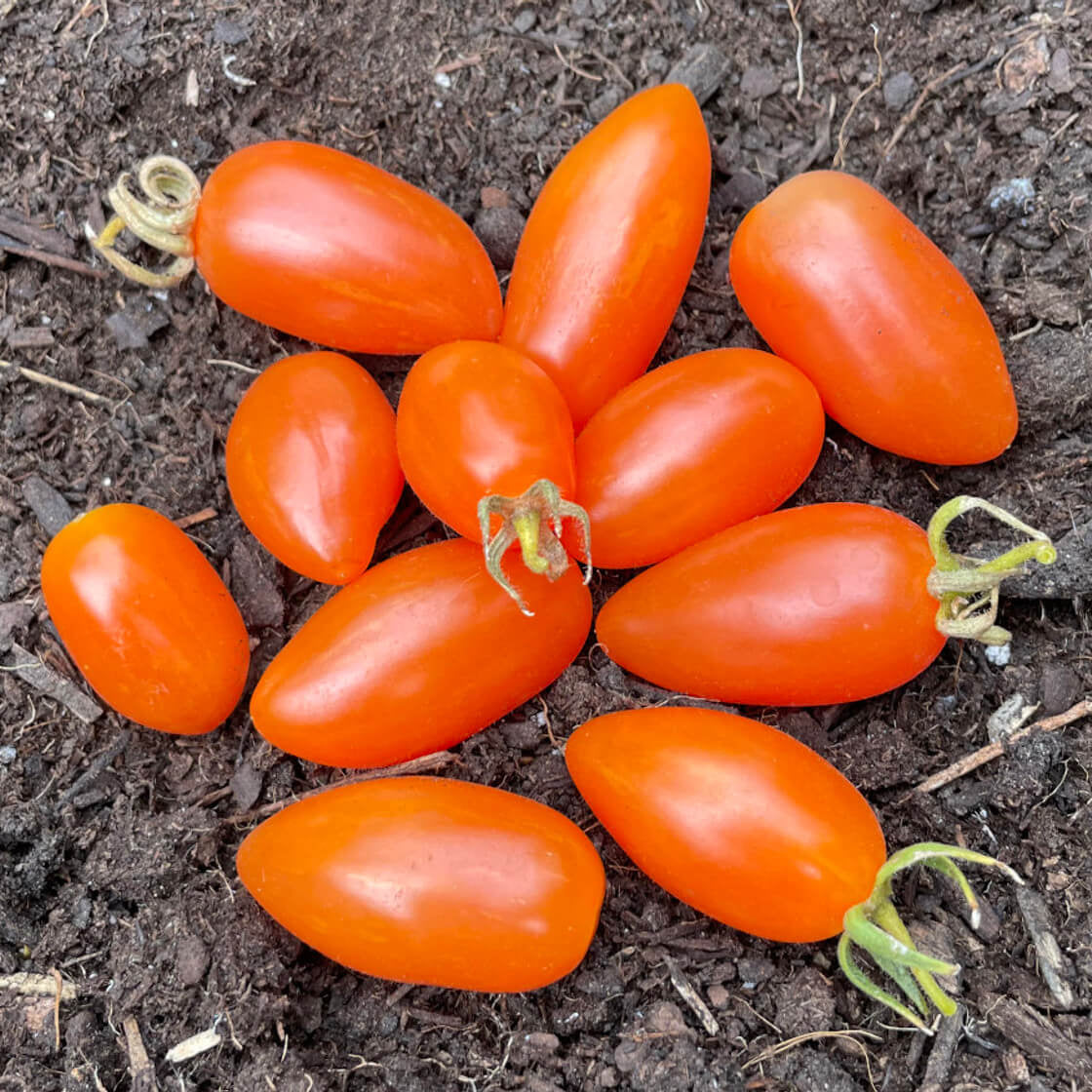 Tomato Seeds – Orange Grape