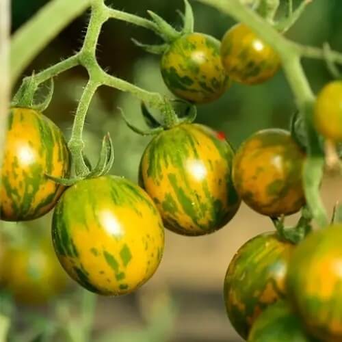 Tomato Seeds – Orange Green
