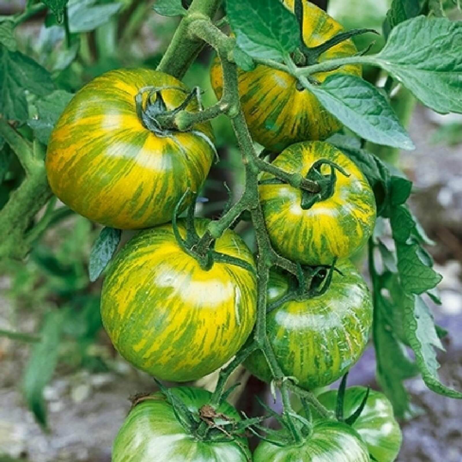 Tomato Seeds – Orange Green
