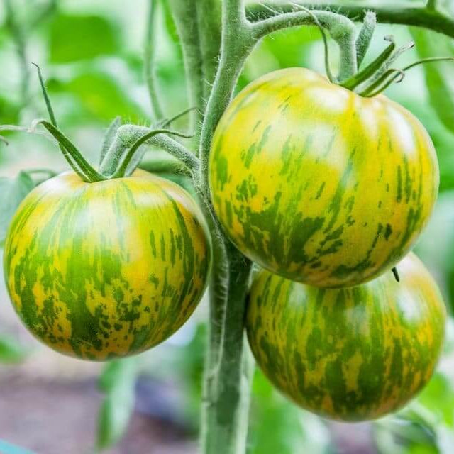 Tomato Seeds – Orange Green