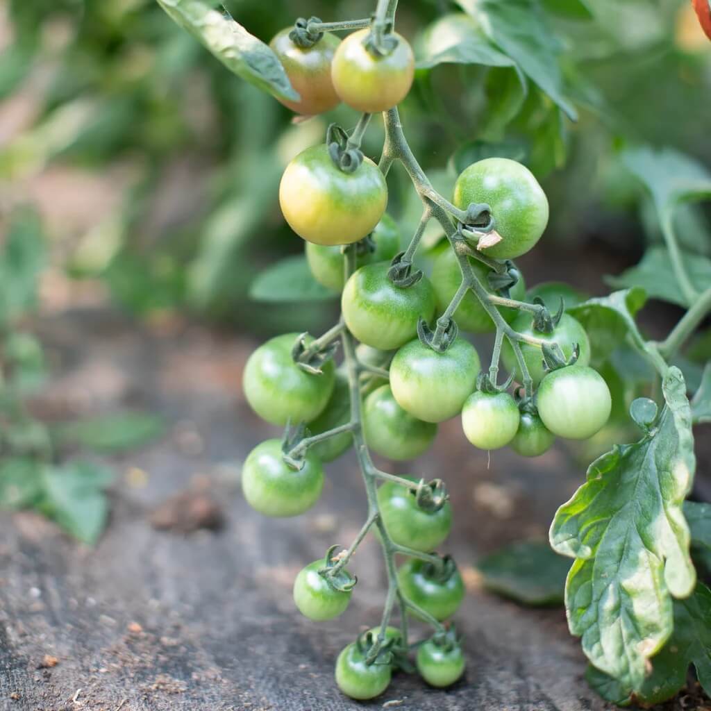 Tomato Seeds – Parrot Green