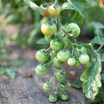 Tomato Seeds – Parrot Green
