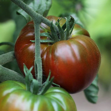 Tomato Seeds – Paul Robeson