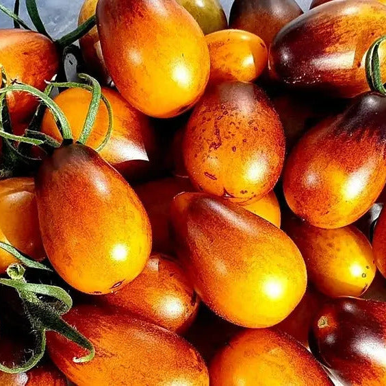 Tomato Seeds – Pear Drops